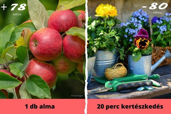 alma és kertészkedés kalória